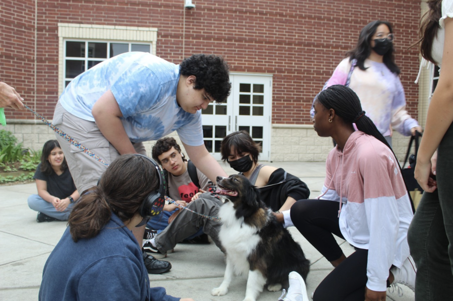 Puppies in the Park